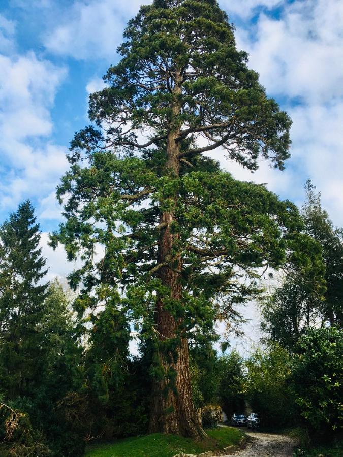 Gite Sequoia Centre Historique 바이외 외부 사진